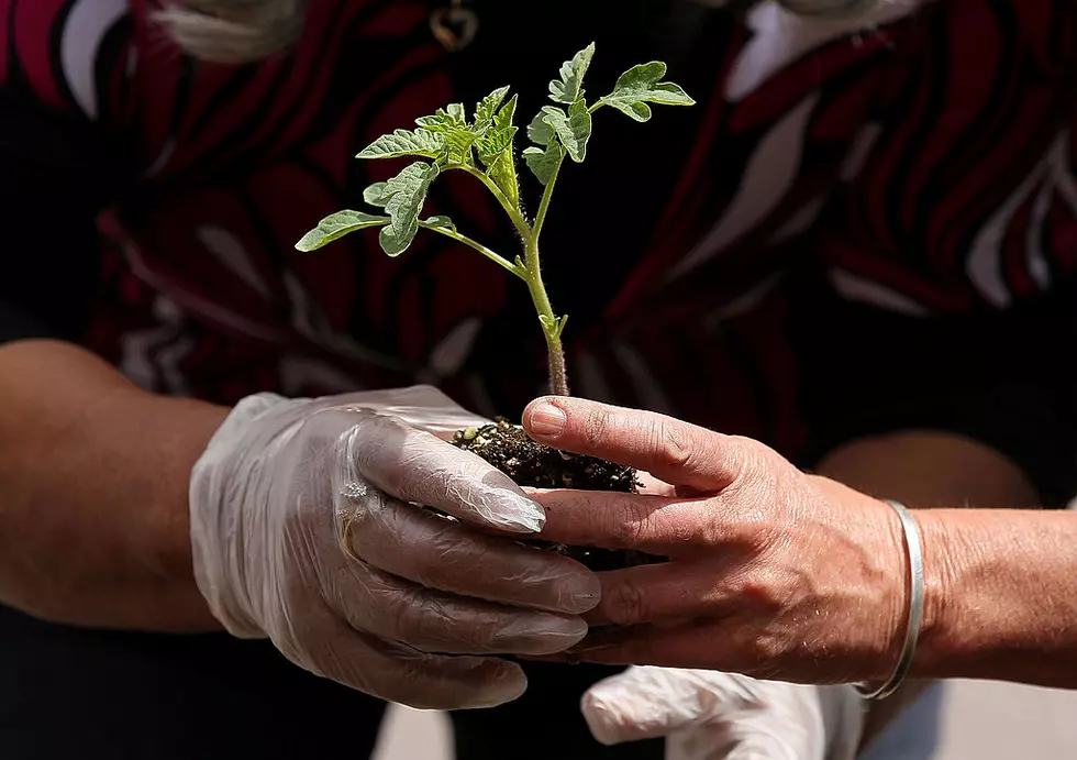 Now is the Time to Get Your Vegetable Garden Planted