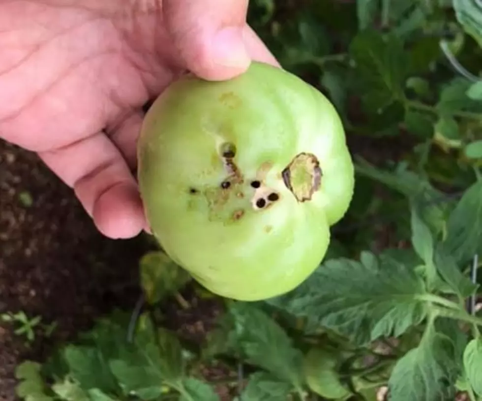 What’s Eating this Tomato? Gardening Advice