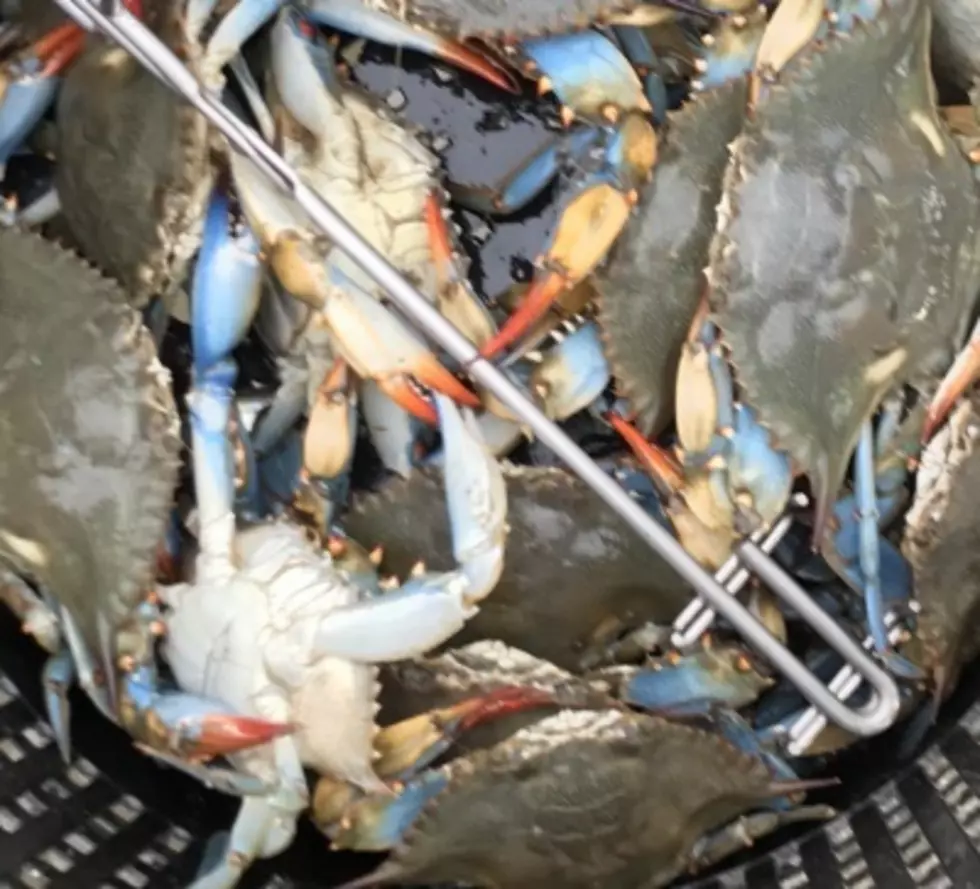 What is the Yellow Stuff You Find in Crabs?