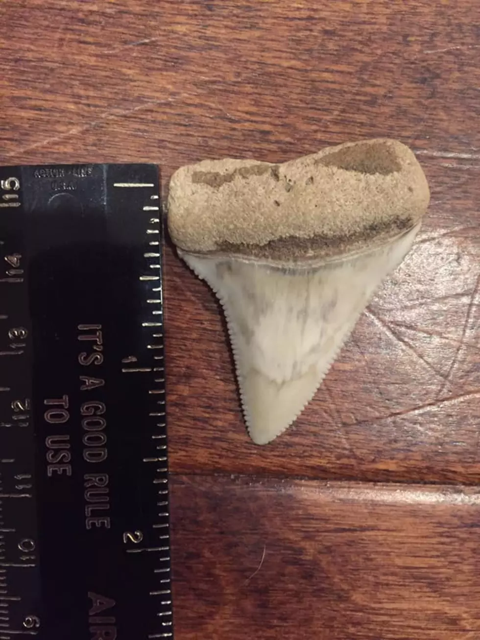 Shark Tooth That is Millions of Years Old Found on Dauphin Island