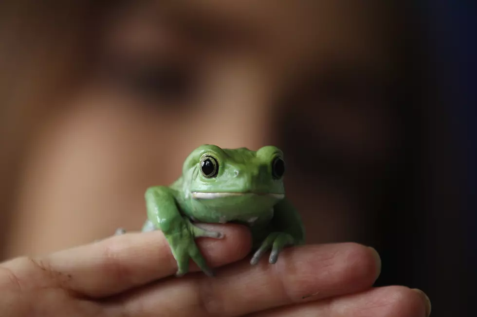 Tree Frogs Everywhere For Years, In 24 Hours They ALL Disappeared