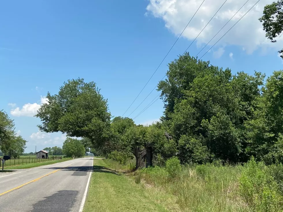 Pictures of Beautiful Acadiana Oak Trees Ruined by Power Lines