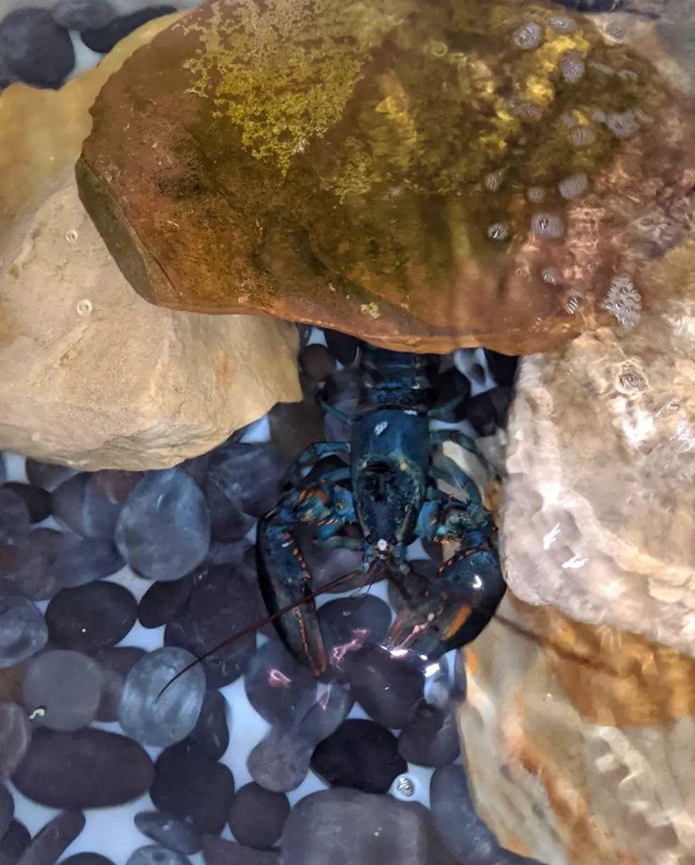 Rare Blue Lobster Found at a Restaurant