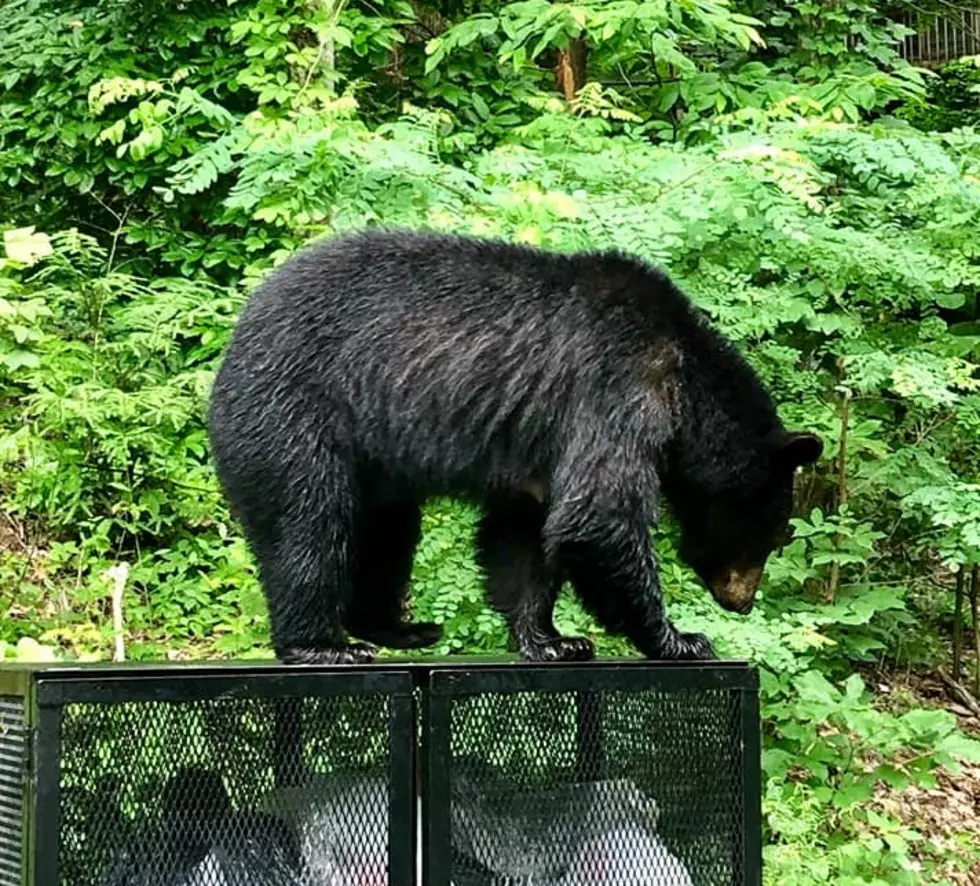 Black Bear Safety Tips for Those Cabin Vacations in Wooded Areas