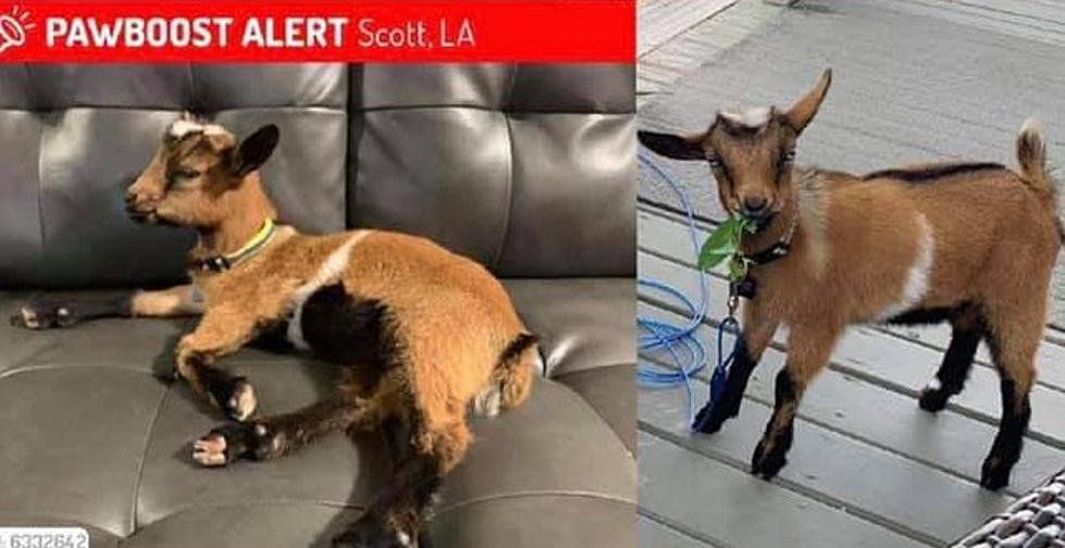 A Scott Family is Desperately Looking For Their Missing Goat