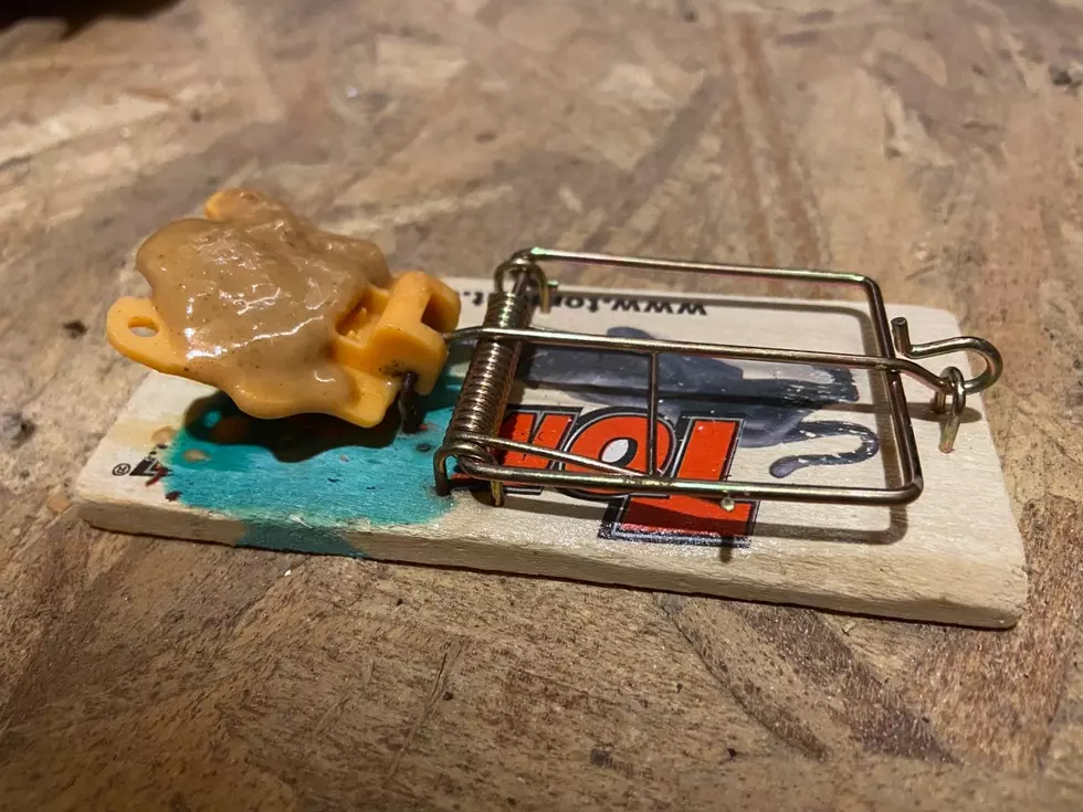 5 Mousetrap Baits That Aren’t Cheese