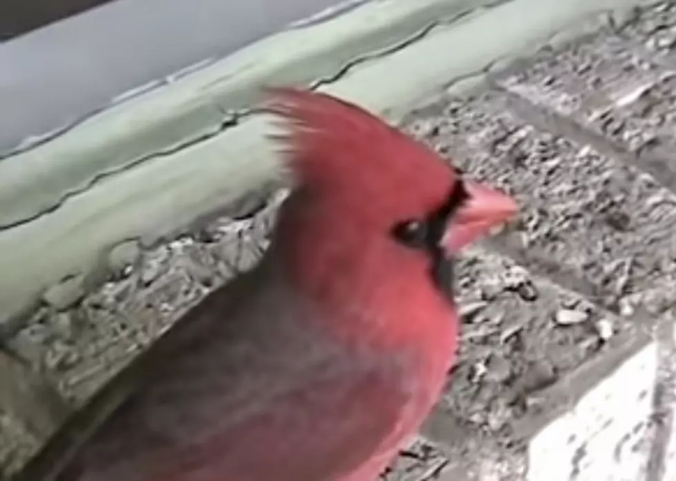 Seeing a Red Bird, Mean Anything or Just a Bird on a Fence