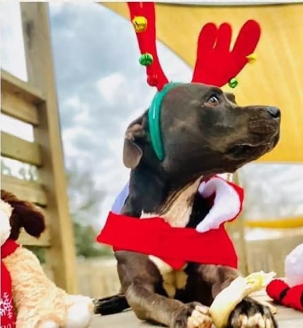 Help Blue Find a Home For Christmas