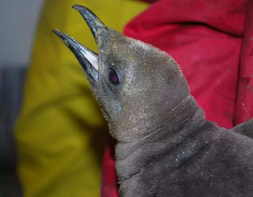 Penguin Chick Born at Moody Gardens in Time For Valentine’s Day