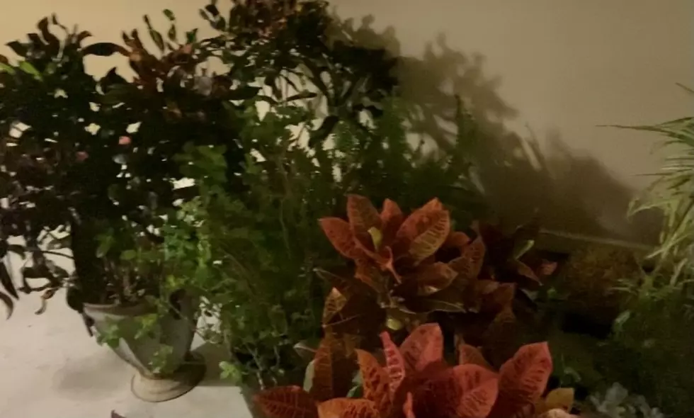 CJ Talks to His Plants about Impending Winter Storm [VIDEO]