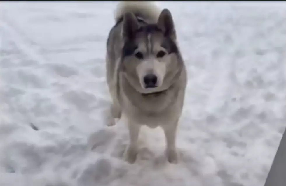 Dog Clearly Tells Owner “No” When She Tries to Get Husky Out of the Cold