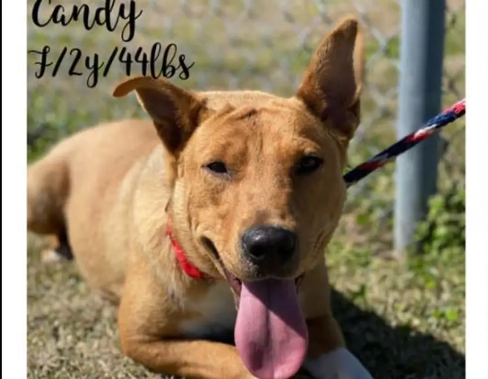 Candy: IPAC’s Sweetest Girl Needs a Home Now
