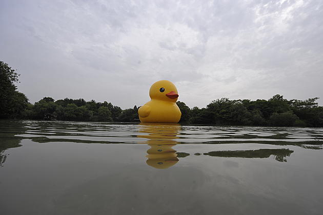 Giant Rubber Duck Appears In Maine Harbor