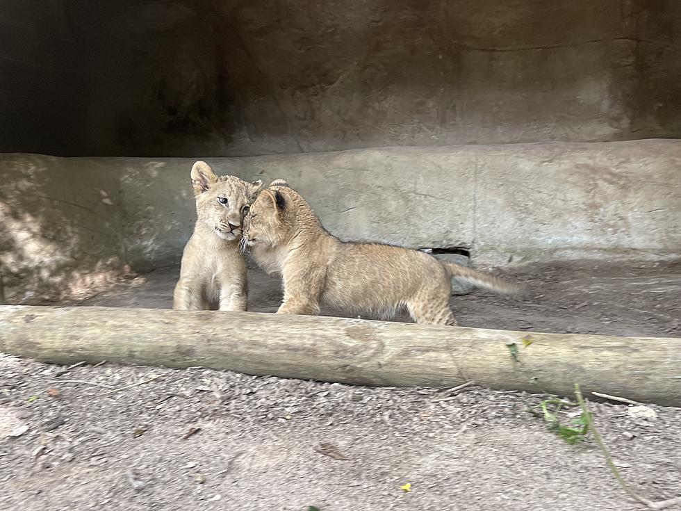Two Cute Lion Cubs Have Arrived at Zoosiana