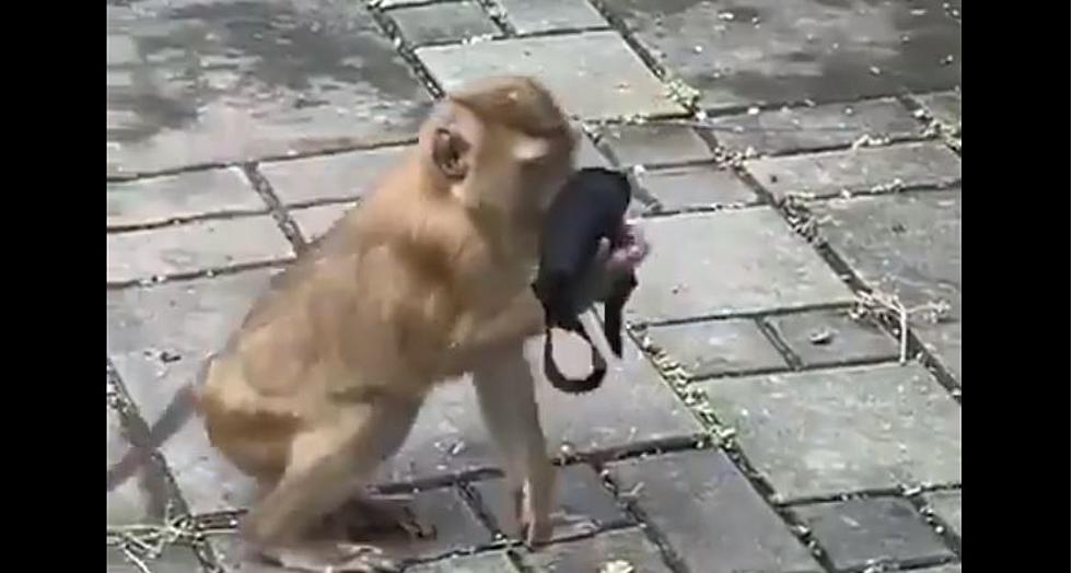 Mask-Wearing is So Easy, Even a Monkey Can Do It [VIDEO]