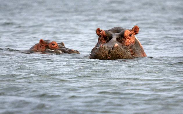 Pablo Escobar&#8217;s Hippos Now Have Legal Rights in the U.S.