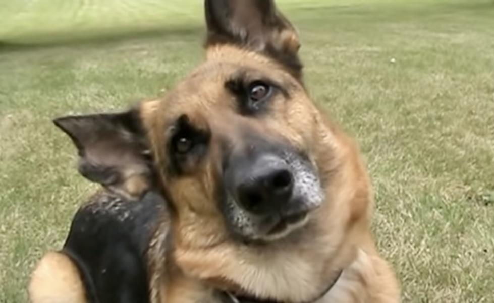 Experts Believe this is Why Your Dog Tilts its Head