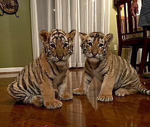 First Photos of New Baby Tigers at Zoosiana in Broussard