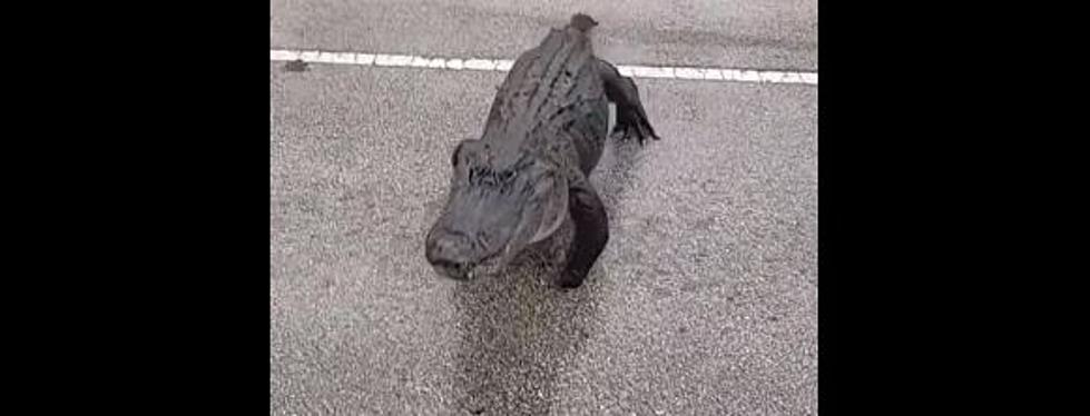 Huge 3-Footed Alligator Casually Crosses Busy Street in Florida [VIDEO]