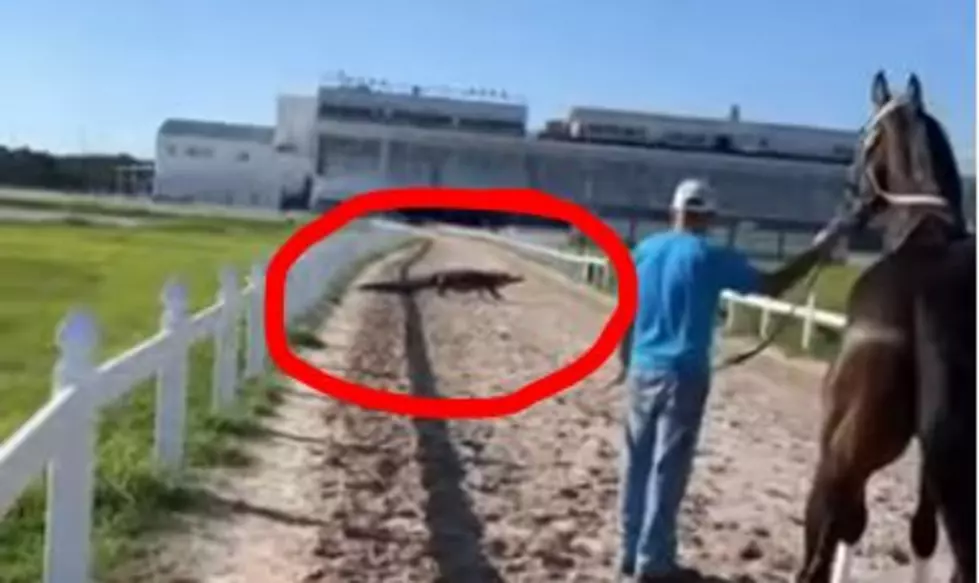 Horse Reacts to Alligator on Delta Downs Racetrack [VIDEO]