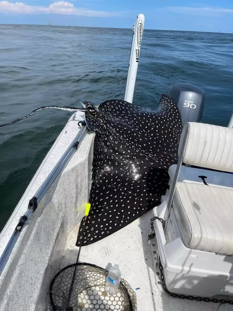 400 Pound Sting Ray Jumps in Alabama Woman's Boat 