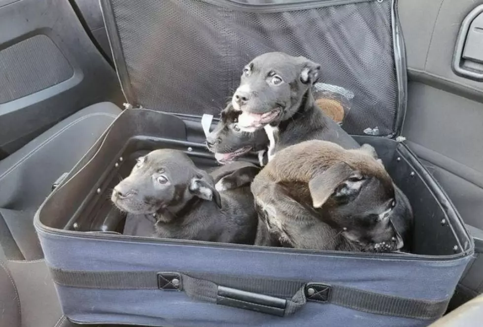 Four Puppies Found in a Zipped Suitcase on the Side of the Road