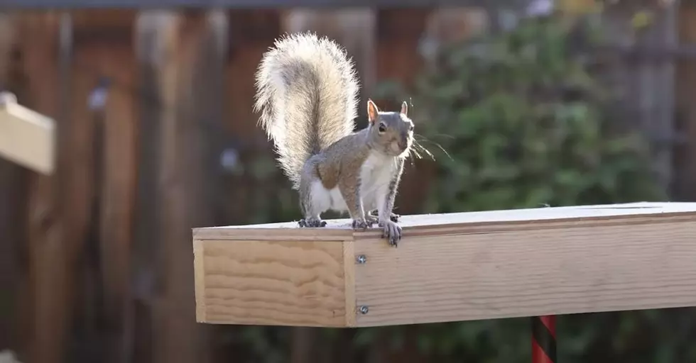 Squirrelympics 3.0 Has Finally Arrived