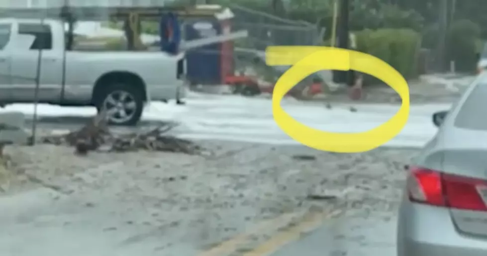 Nicole Creeps Closer—Sharks Spotted in Street Video