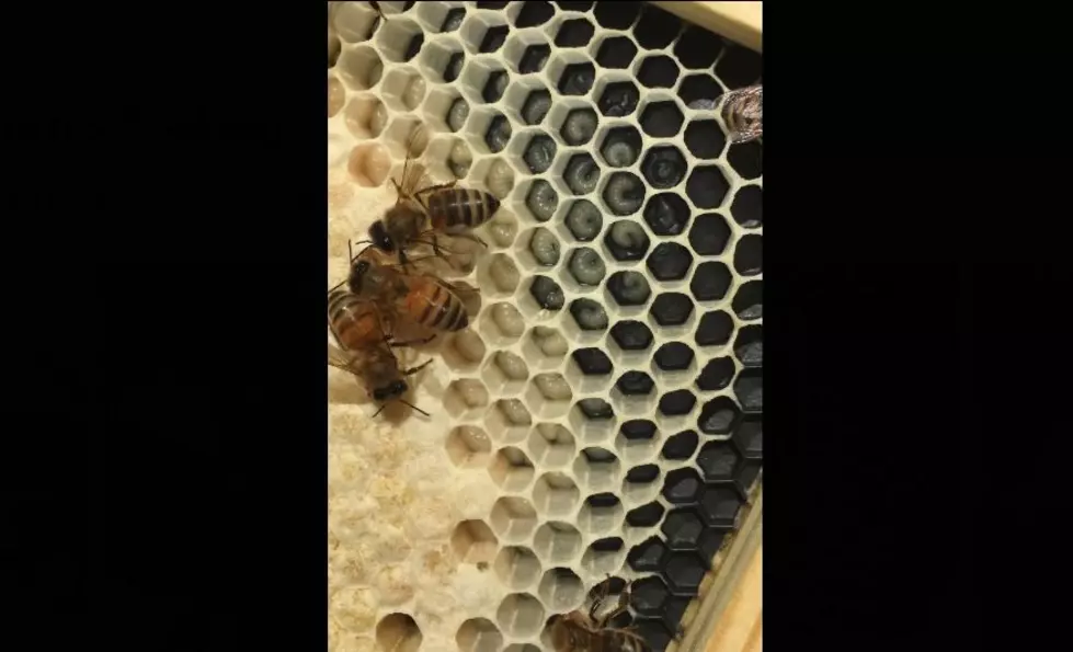 Airbnb Offers Louisiana Bee Experience