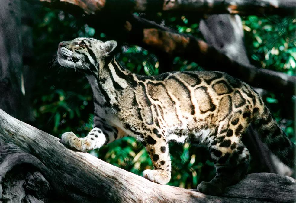 Dallas Zoo - Leopard Escapes Its Enclosure
