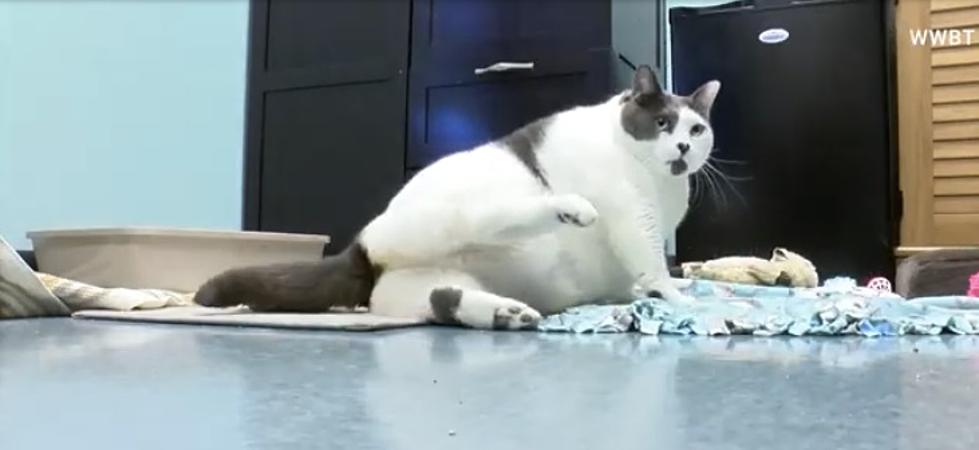 A Real Fat Cat Lovingly Adopted from Shelter