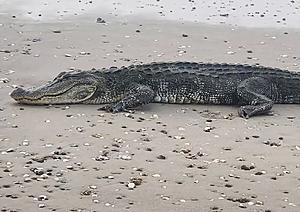 Scientists on Patrol Find Alligator on Texas Beach [PHOTOS]