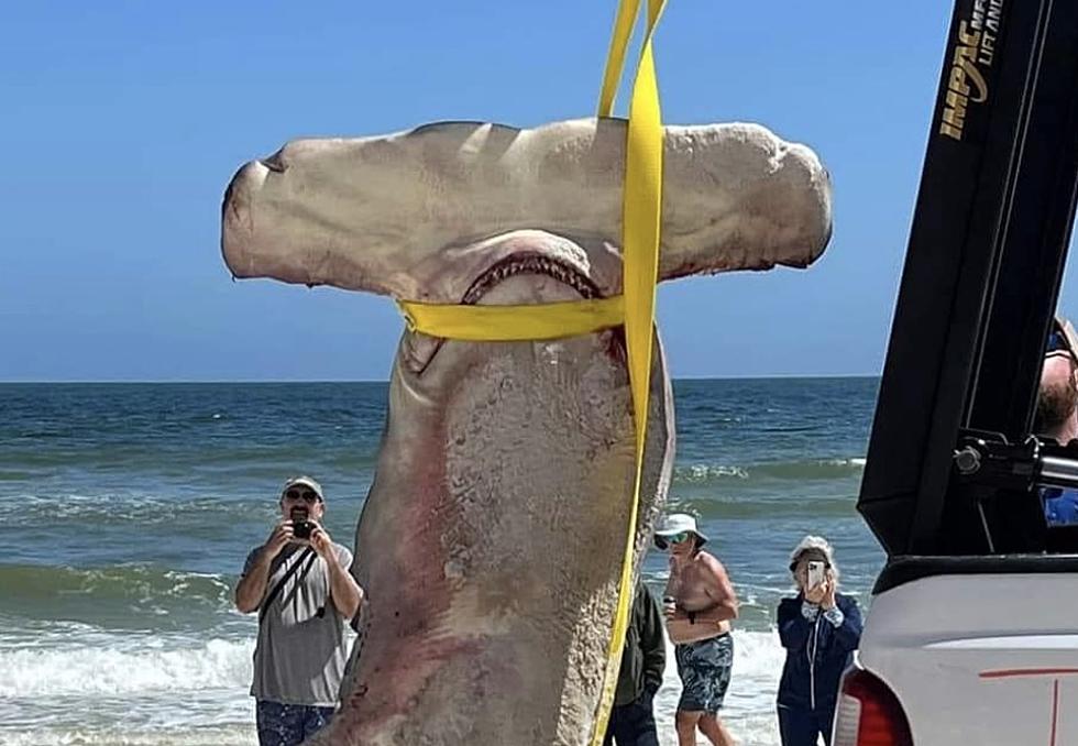 Shocking Photos Show Massive Shark That Washed Up Onshore in Orange Beach