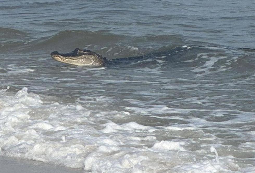 Another Alligator Showed Up On Popular Gulf Coast Beach [PHOTOS]