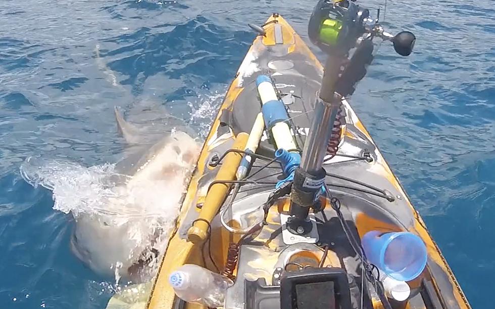 Watch Dramatic Video of Huge Shark Attacking a Fisherman’s Kayak