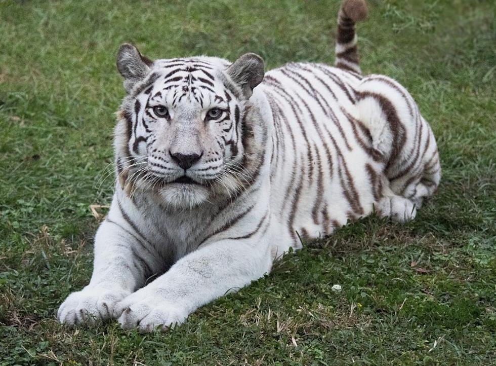 White Tiger at Zoosiana Has Died 
