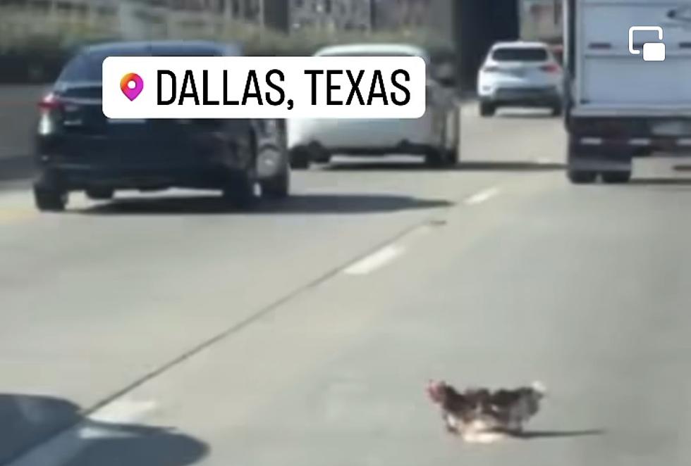 Driver in Dallas, Texas Watches as Chicken Breaks Free on Highway