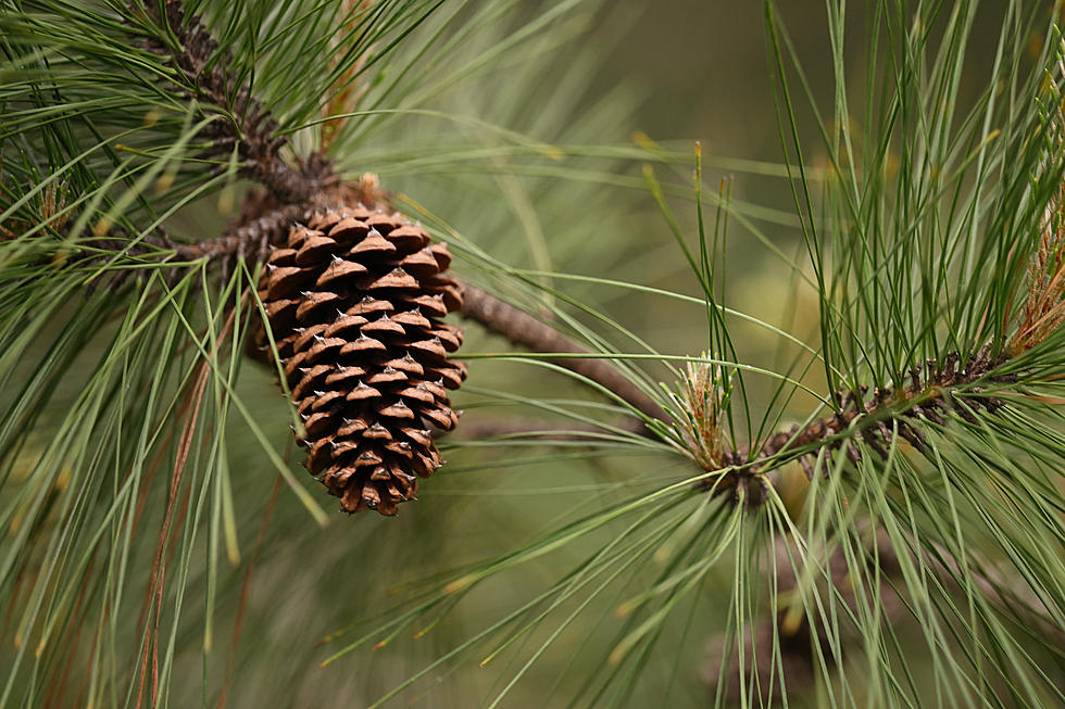 Here’s Why Some Gardeners Are Hanging Pine Cones Near Their Garden