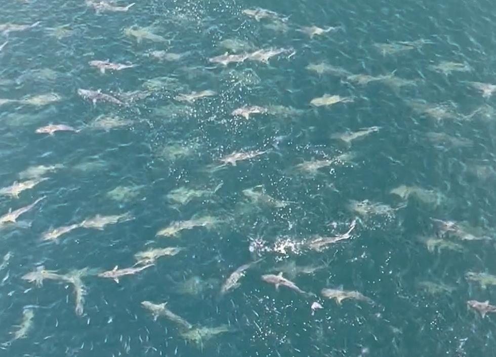 Large School of Sharks Seen Swimming Near Oil Rig in Gulf of Mexico [VIDEO]