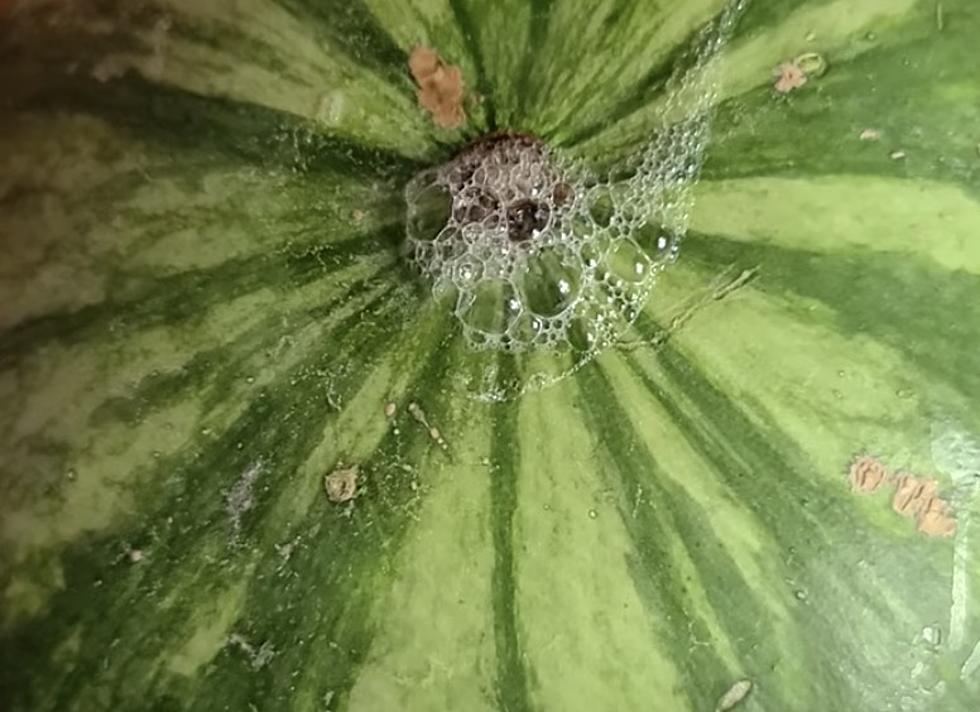 If You Notice a Watermelon Doing This Get Away From It Immediately [VIDEO]