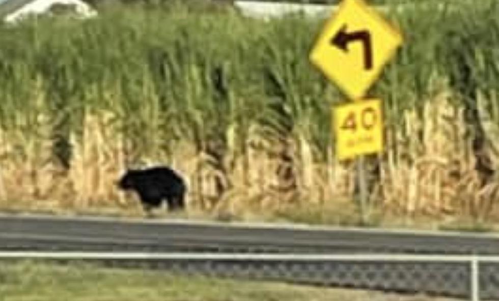 Black Bear Seen Roaming Through Community in South Louisiana