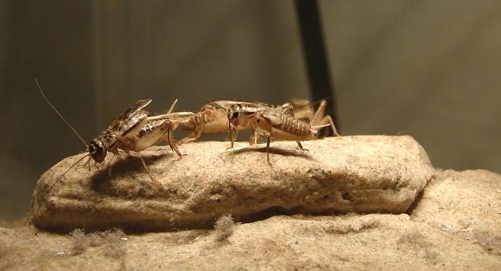 Here’s Why There Are So Many Crickets Across South Louisiana