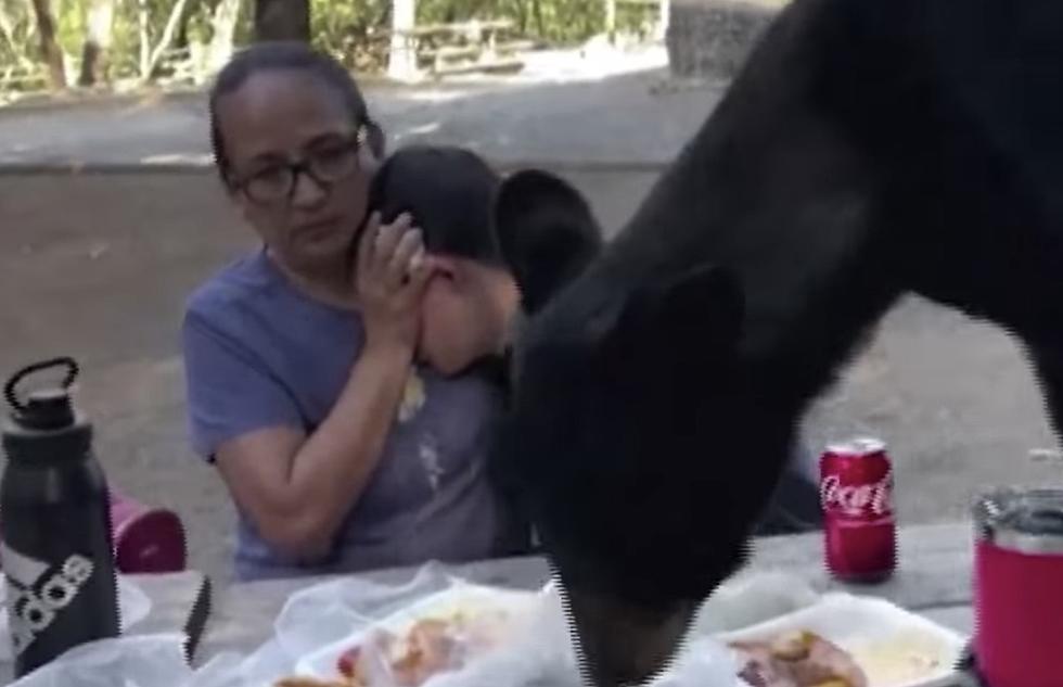 Mother Shields Child as Black Bear Eats Food From Picnic Table