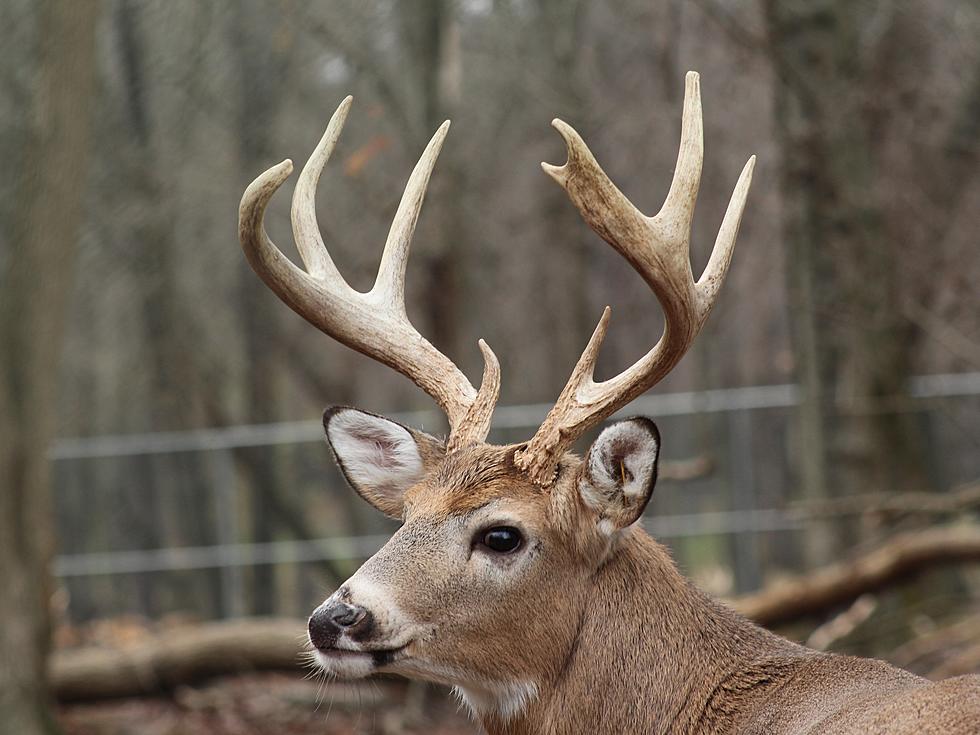 Louisiana Woman Kills First Buck, After Hitting It With Car