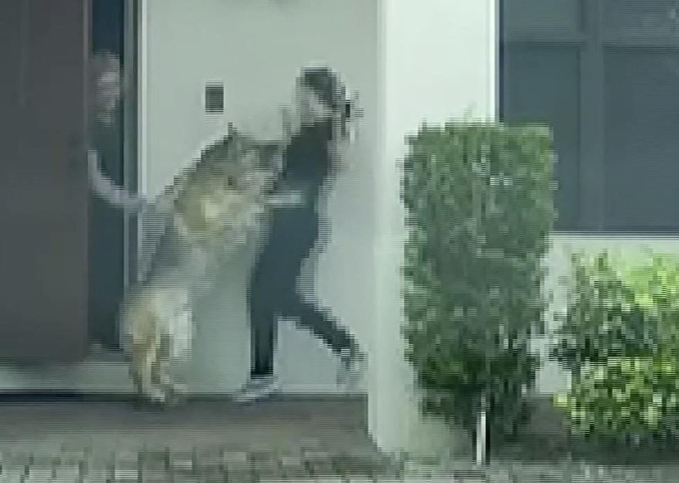 Graphic Video Shows Dog Attacking a Delivery Person