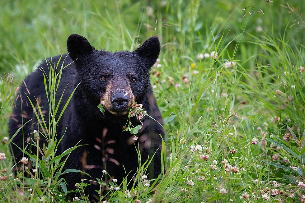Photo of Huge Black Bear Spotted in Evangeline Parish