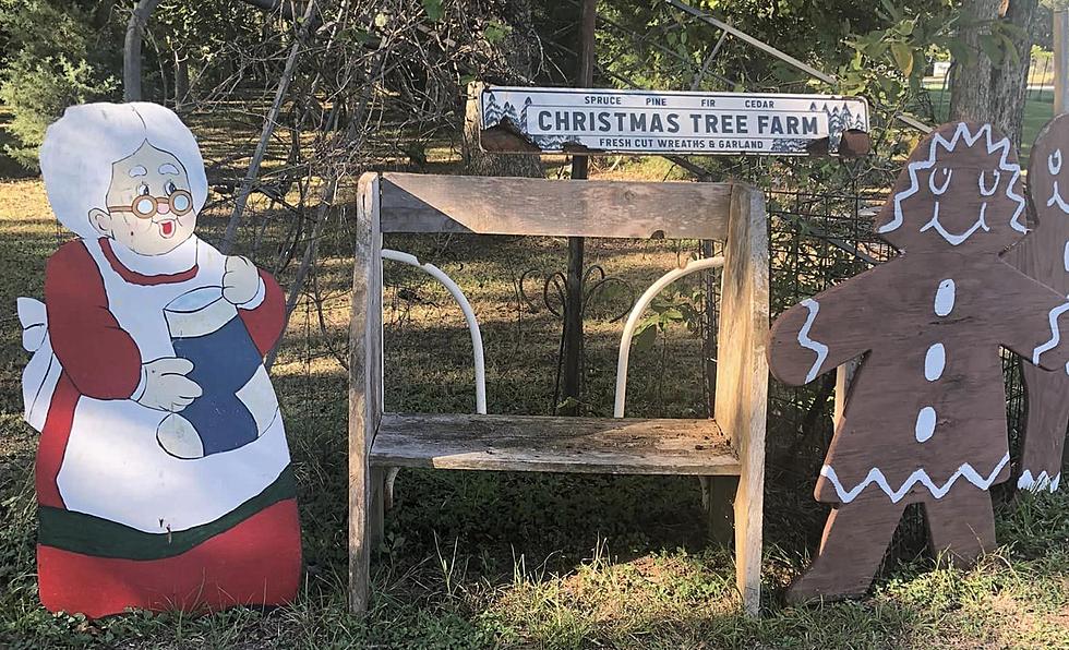 Lafayette, Louisiana Area Christmas Tree Farm Has Healthy Crop