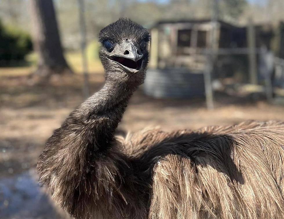 Louisiana Sheriff’s Department Involved in Foot Pursuit With Emu