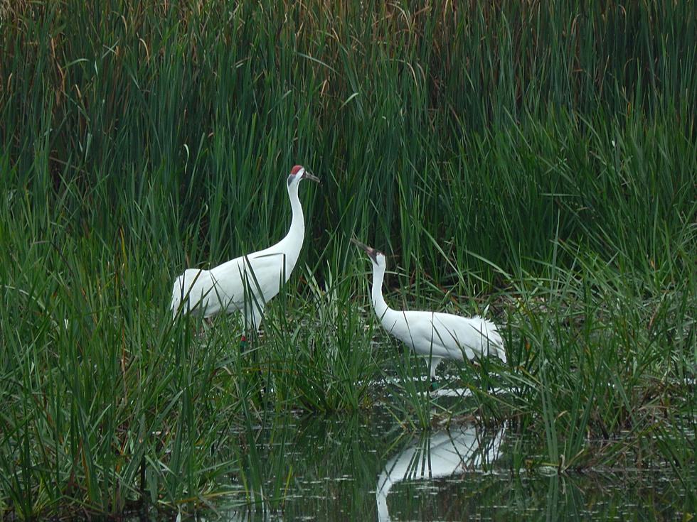 Major Reward Offered For Information in Shooting of Whooping Crane in South Louisiana