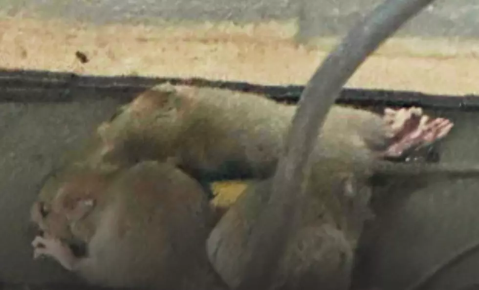 Louisiana Air Force Dining Hall Infested with Rats